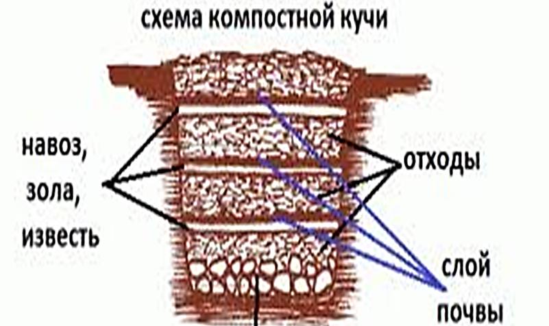 Сидеральные (зеленые) удобрение и компосты